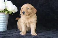 AKC Tucker, a male Golden Retriever for sale in El Dorado Springs, MO – Photo 4 of 10