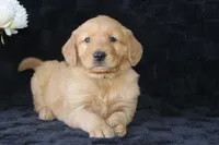 AKC Tucker, a male Golden Retriever for sale in El Dorado Springs, MO – Photo 6 of 10