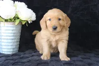 AKC Tucker, a male Golden Retriever for sale in El Dorado Springs, MO – Photo 1 of 10