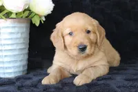 AKC Tucker, a male Golden Retriever for sale in El Dorado Springs, MO – Photo 7 of 10