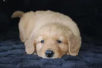 AKC Tucker, a male Golden Retriever for sale in El Dorado Springs, MO – Photo 5 of 10