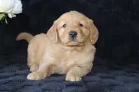 AKC Tucker, a male Golden Retriever for sale in El Dorado Springs, MO – Photo 3 of 10