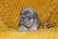 AKC Sully, a male French Bulldog for sale in El Dorado Springs, MO – 3 of 7