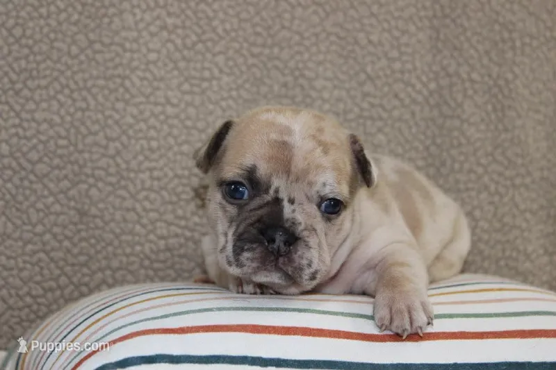 AKC Posie – French Bulldog puppy for sale in El Dorado Springs, MO