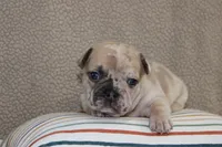 AKC Posie, a female French Bulldog for sale in El Dorado Springs, MO – Photo 1 of 4