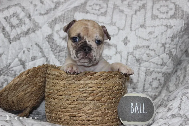 AKC Posie – French Bulldog puppy on hold in El Dorado Springs, MO