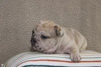 AKC Posie, a female French Bulldog for sale in El Dorado Springs, MO – Photo 2 of 4