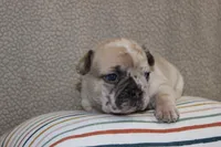 AKC Posie, a female French Bulldog for sale in El Dorado Springs, MO – Photo 4 of 4