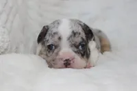 AKC Darla , a female French Bulldog for sale in El Dorado Springs, MO – 3 of 7