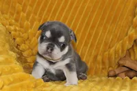 AKC Sam, a male French Bulldog for sale in El Dorado Springs, MO – 4 of 6