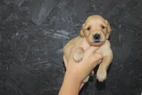 AKC Pearl - light pink , a female Golden Retriever for sale in El Dorado Springs, MO – 3 of 4