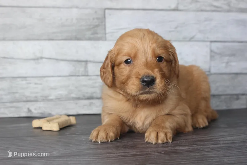 AKC Bay - light blue – Golden Retriever puppy for sale in El Dorado Springs, MO