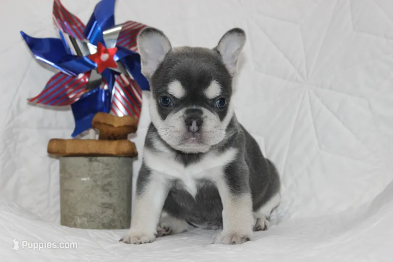AKC Sam – French Bulldog puppy for sale in El Dorado Springs, MO
