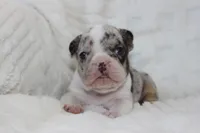 AKC Darla , a female French Bulldog for sale in El Dorado Springs, MO – 5 of 7