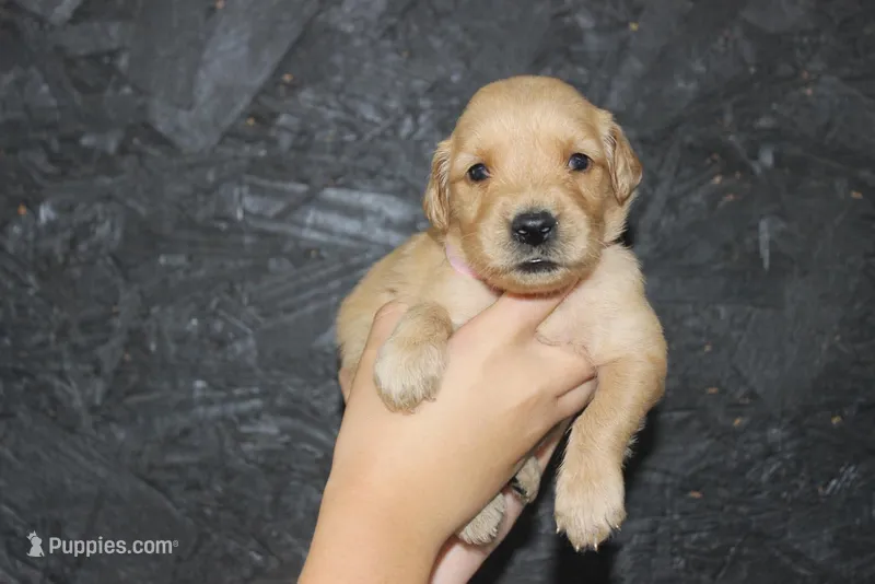 AKC Pearl - light pink  – Golden Retriever puppy for sale in El Dorado Springs, MO