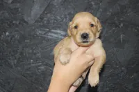 AKC Pearl - light pink , a female Golden Retriever for sale in El Dorado Springs, MO – 1 of 4
