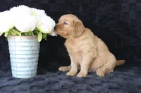 AKC Daisy, a female Golden Retriever for sale in El Dorado Springs, MO – Photo 3 of 10