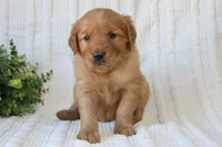 AKC Daisy, a female Golden Retriever for sale in El Dorado Springs, MO – Photo 10 of 10