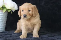 AKC Daisy, a female Golden Retriever for sale in El Dorado Springs, MO – Photo 7 of 10