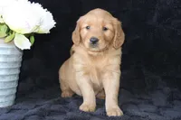 AKC Daisy, a female Golden Retriever for sale in El Dorado Springs, MO – Photo 4 of 10