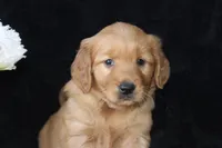 AKC Daisy, a female Golden Retriever for sale in El Dorado Springs, MO – Photo 2 of 10