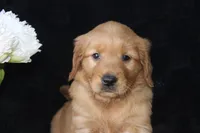 AKC Daisy, a female Golden Retriever for sale in El Dorado Springs, MO – Photo 5 of 10