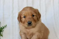 AKC Daisy, a female Golden Retriever for sale in El Dorado Springs, MO – Photo 8 of 10