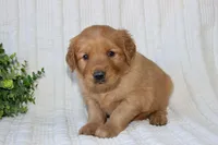 AKC Daisy, a female Golden Retriever for sale in El Dorado Springs, MO – Photo 9 of 10