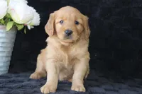 AKC Daisy, a female Golden Retriever for sale in El Dorado Springs, MO – Photo 6 of 10