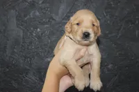 AKC Sunny - black, a male Golden Retriever for sale in El Dorado Springs, MO – 3 of 4