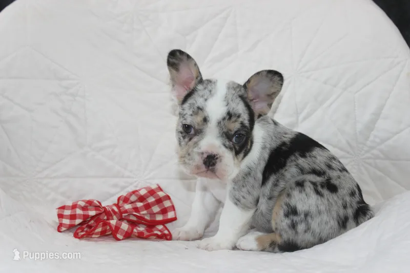 AKC Darla  – French Bulldog puppy for sale in El Dorado Springs, MO