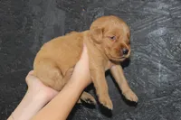 AKC Ember - pink, a female Golden Retriever for sale in El Dorado Springs, MO – 3 of 3