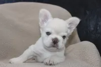 AKC Enzo -fluffy, a male French Bulldog for sale in El Dorado Springs, MO – 9 of 10
