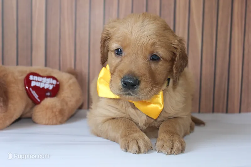 AKC Dune - yellow – Golden Retriever puppy for sale in El Dorado Springs, MO
