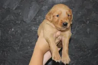 AKC Finn - orange, a male Golden Retriever for sale in El Dorado Springs, MO – 3 of 4