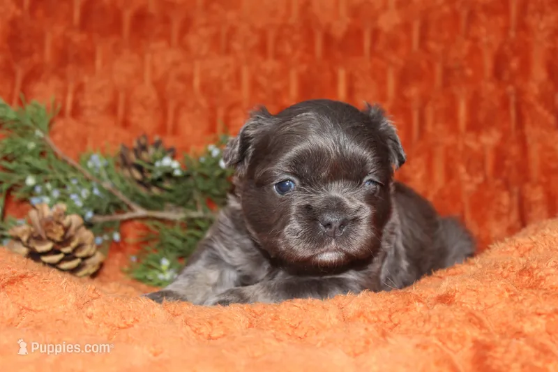 AKC Hazel – French Bulldog puppy for sale in El Dorado Springs, MO