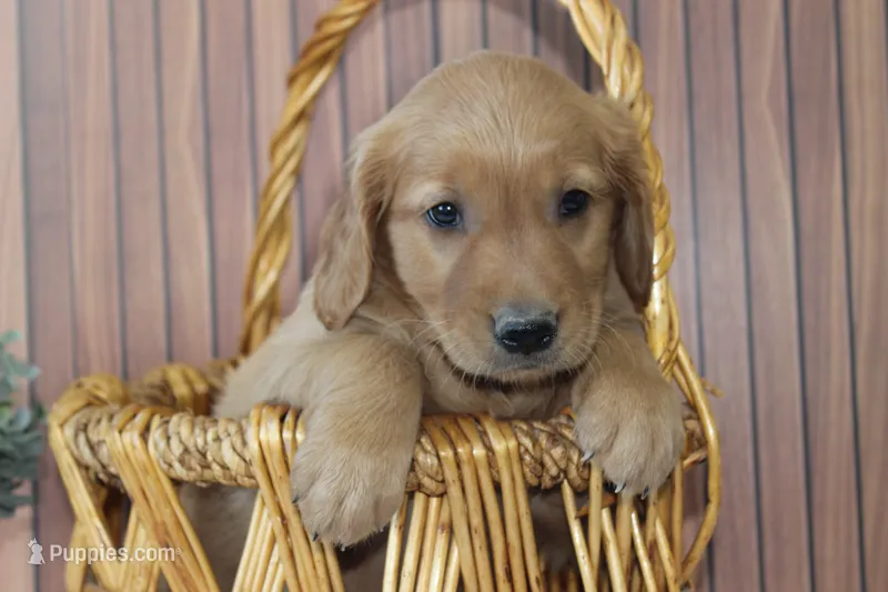 AKC Dune - yellow – Golden Retriever puppy for sale in El Dorado Springs, MO