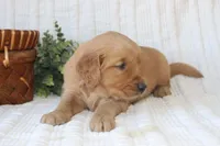 AKC Willow, a female Golden Retriever for sale in El Dorado Springs, MO – Photo 6 of 7