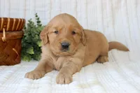 AKC Willow, a female Golden Retriever for sale in El Dorado Springs, MO – Photo 5 of 7
