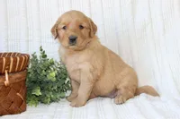 AKC Willow, a female Golden Retriever for sale in El Dorado Springs, MO – Photo 7 of 7