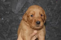 AKC Bay - light blue, a male Golden Retriever for sale in El Dorado Springs, MO – 2 of 4