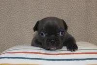 AKC Daisy, a female French Bulldog for sale in El Dorado Springs, MO – Photo 3 of 3