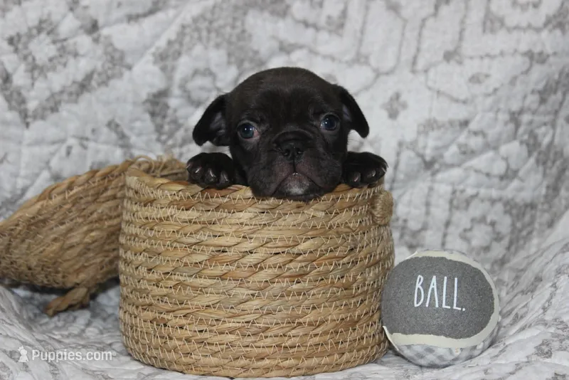 AKC Daisy – French Bulldog puppy on hold in El Dorado Springs, MO