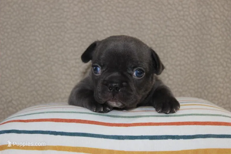 AKC Daisy – French Bulldog puppy for sale in El Dorado Springs, MO