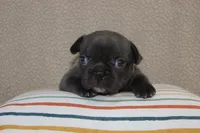 AKC Daisy, a female French Bulldog for sale in El Dorado Springs, MO – Photo 1 of 3