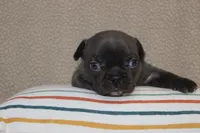 AKC Daisy, a female French Bulldog for sale in El Dorado Springs, MO – Photo 2 of 3