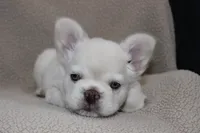 AKC Enzo -fluffy, a male French Bulldog for sale in El Dorado Springs, MO – 6 of 10