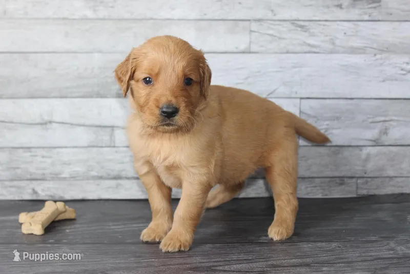AKC Ray -green  – Golden Retriever puppy for sale in El Dorado Springs, MO