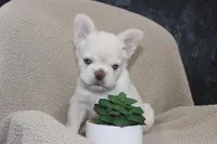 AKC Enzo -fluffy, a male French Bulldog for sale in El Dorado Springs, MO – 4 of 10