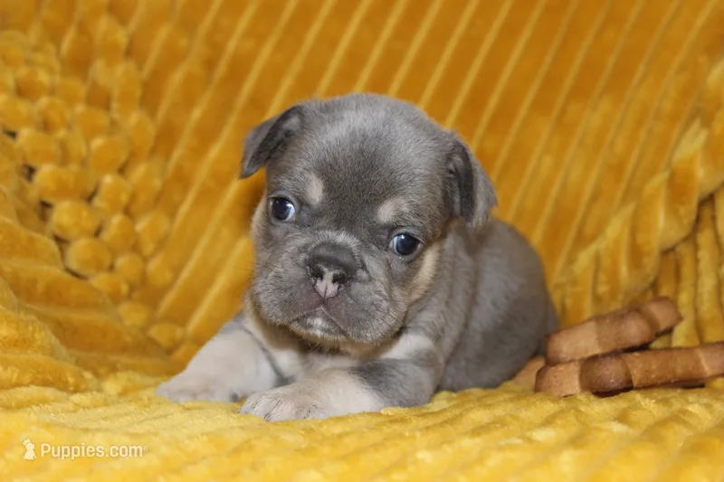 AKC Sully – French Bulldog puppy for sale in El Dorado Springs, MO